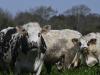 Vaches non confinées
